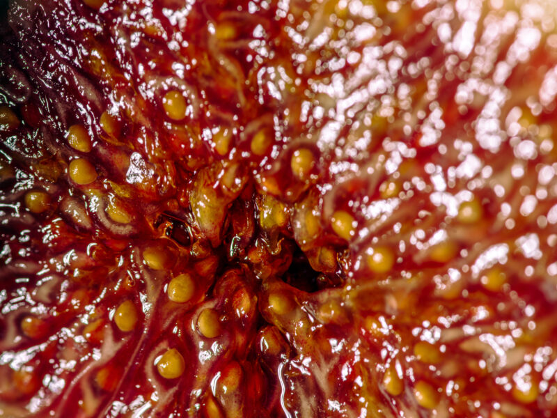 Aufgeschnittene Feige in Nahaufnahme mit rotem Fruchtfleisch, Dark & Moody Foodfotografie